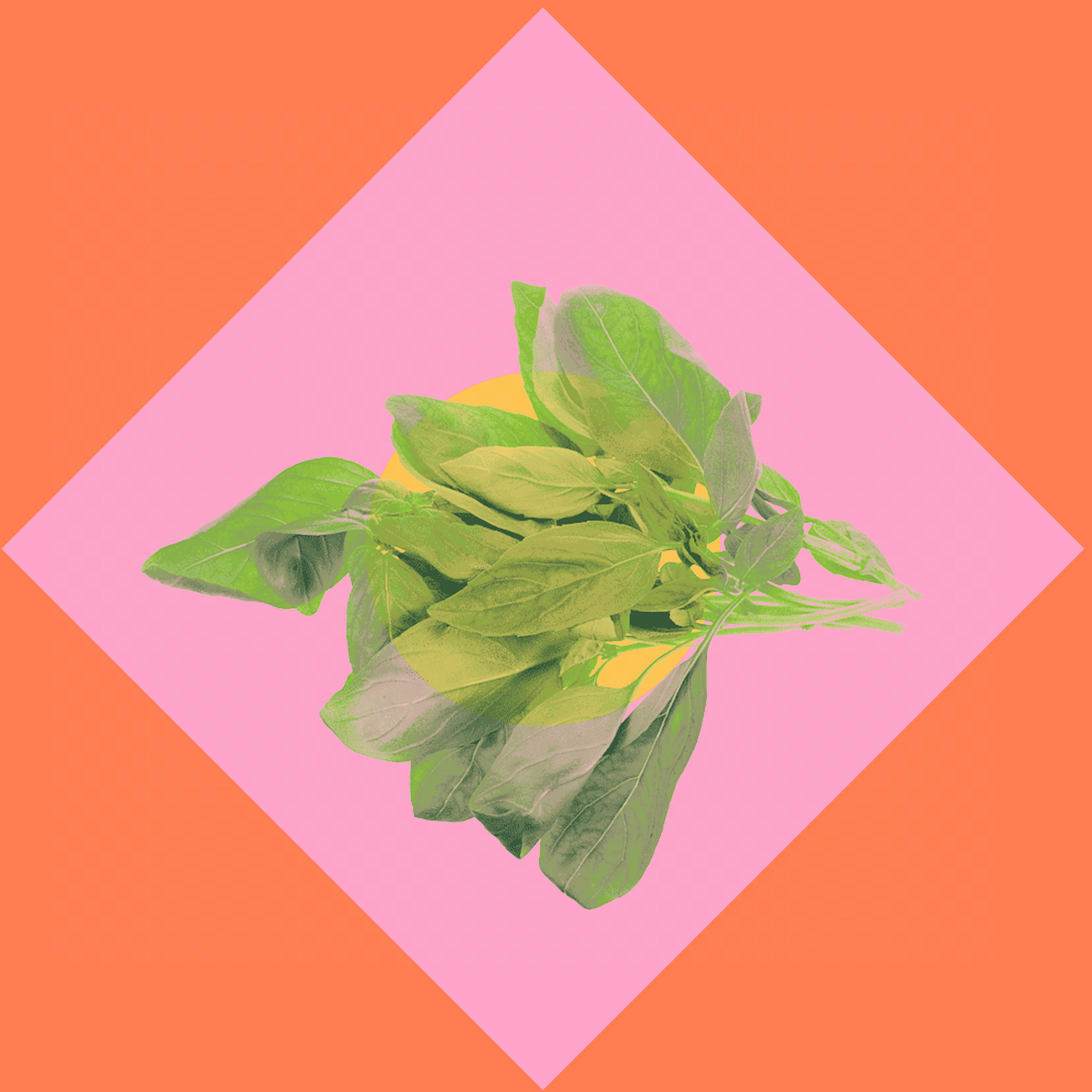 Holy Basil! Conscious Health Choices in Communal Living