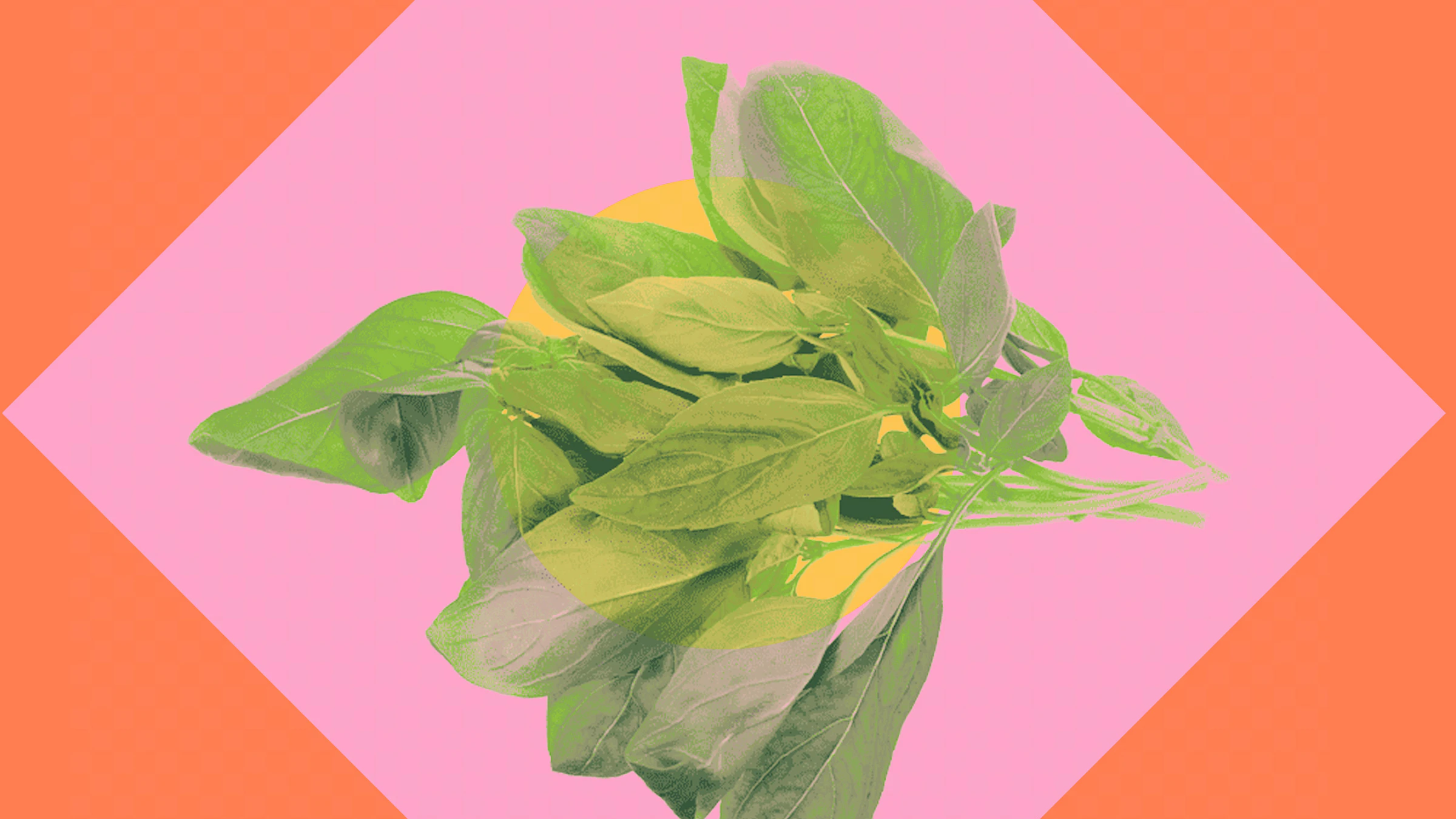 Basil Leaves on Colorful Background